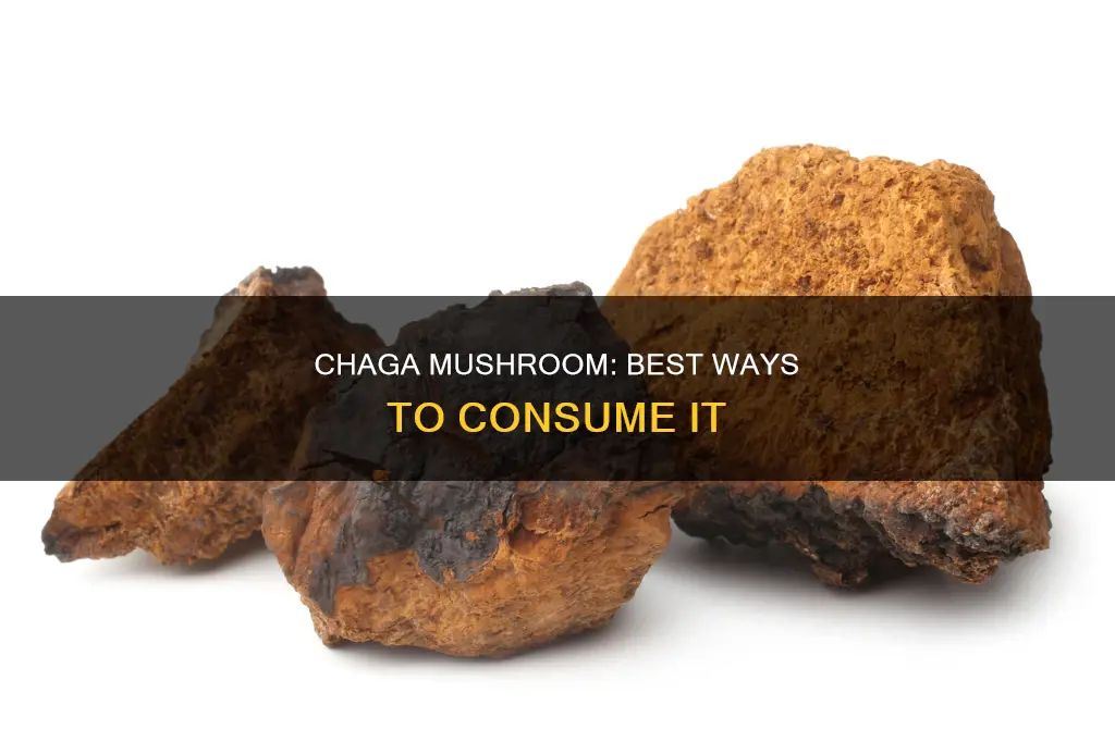 how to consume chaga mushroom