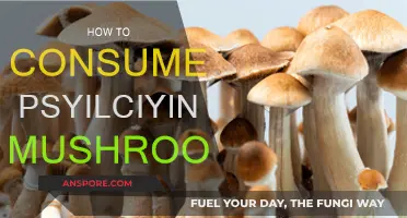 The Magic of Mushroom Microdosing: A Beginner's Guide