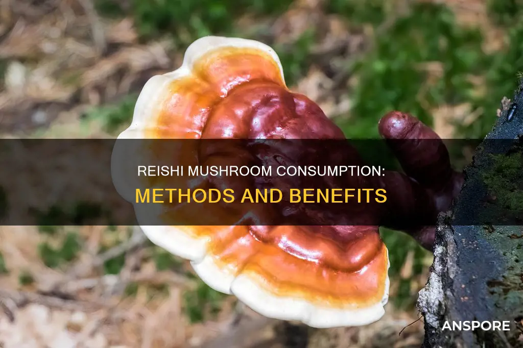 how to consume reishi mushroom