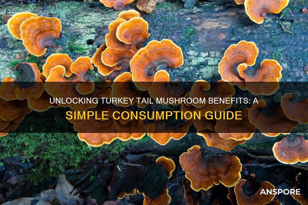 how to consume turkey tail mushroom