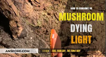 Consuming UV Mushrooms in Dying Light: A Survival Guide