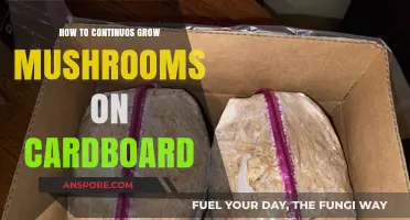 Sustainable Mushroom Farming: Mastering Continuous Growth on Cardboard Substrates