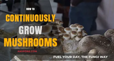 Mastering Mushroom Cultivation: Tips for Continuous Growth and Harvesting