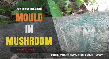 Effective Strategies to Prevent and Manage Green Mold in Mushroom Cultivation
