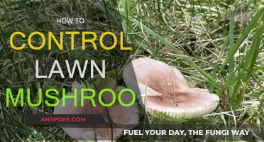 Eradicating Mushrooms from Your Lawn