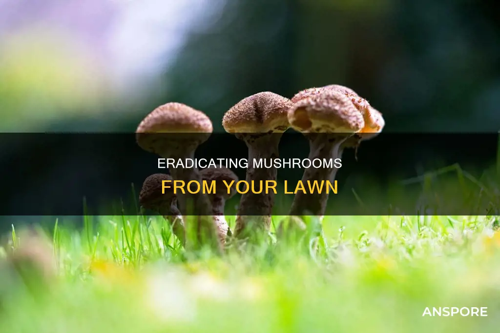 how to control lawn mushrooms