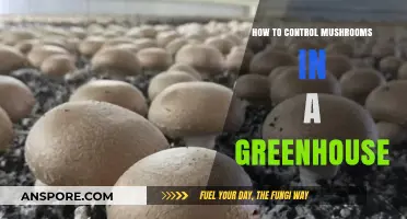 Effective Strategies to Manage and Prevent Mushroom Growth in Greenhouses