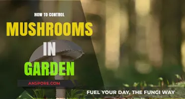 Effective Strategies to Manage and Prevent Mushrooms in Your Garden