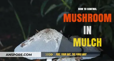 Effective Strategies to Prevent Mushroom Growth in Mulch Beds