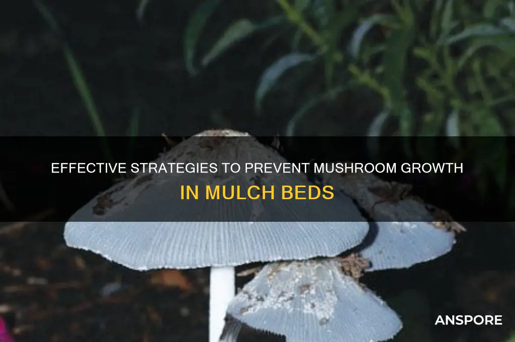 how to control mushrooms in mulch