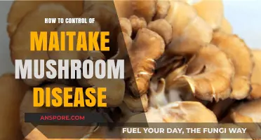 Effective Strategies to Manage and Prevent Maitake Mushroom Diseases