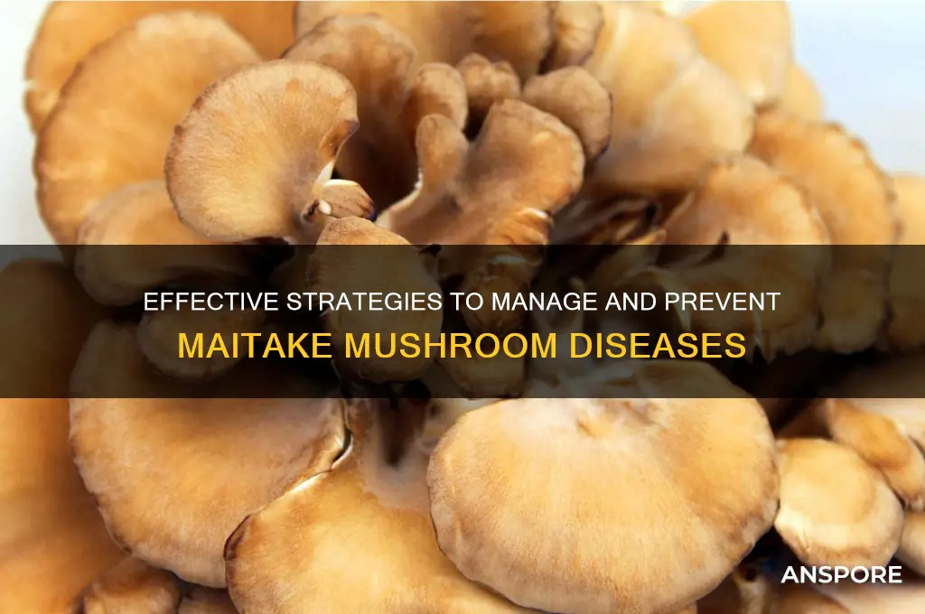 how to control of maitake mushroom disease
