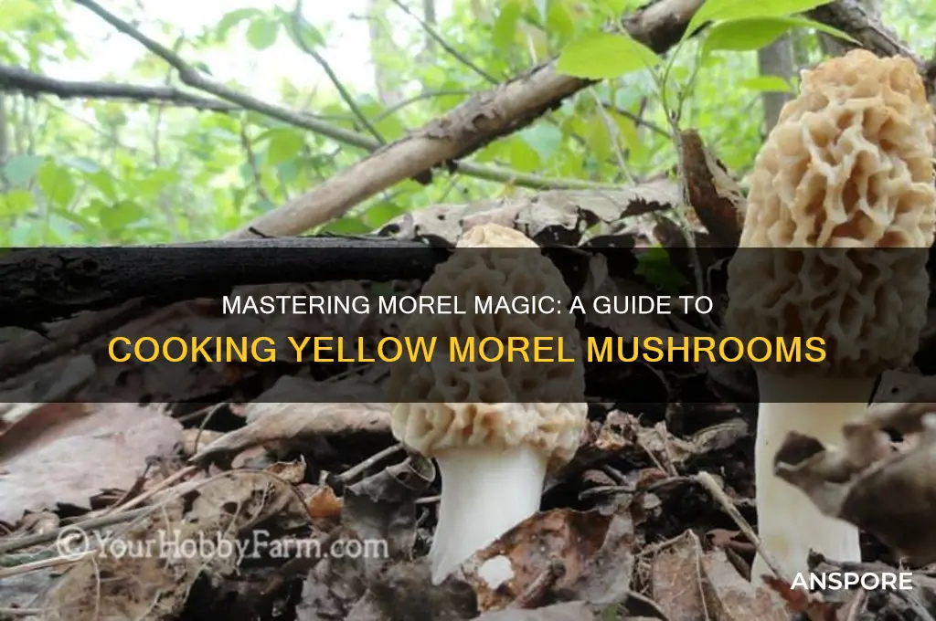 how to cook yellow morel mushrooms
