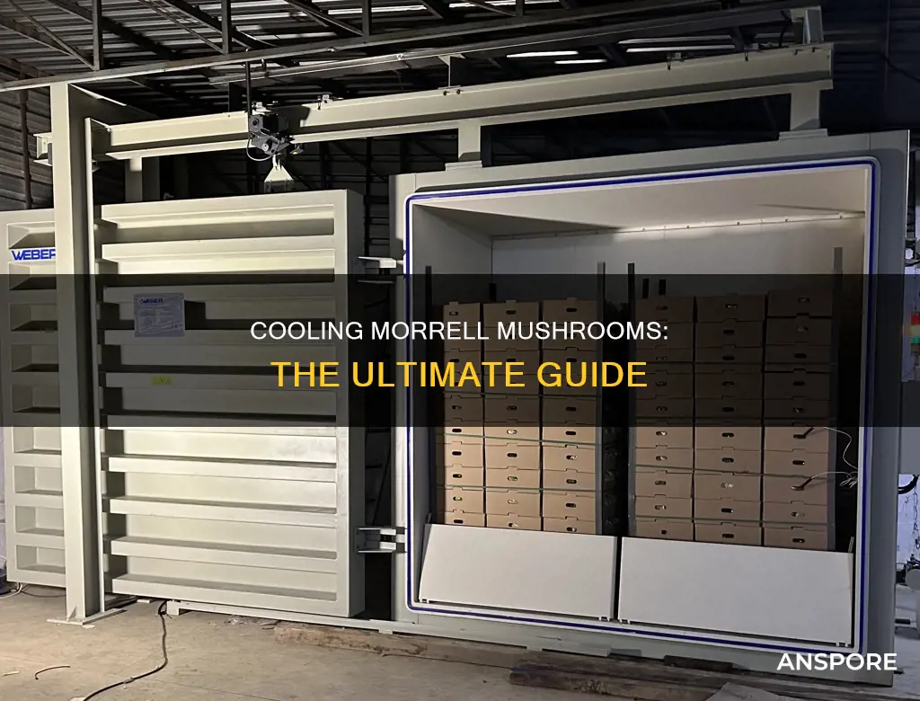 how to cool morrell mushrooms