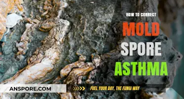 Effective Strategies to Manage and Correct Mold Spore-Induced Asthma