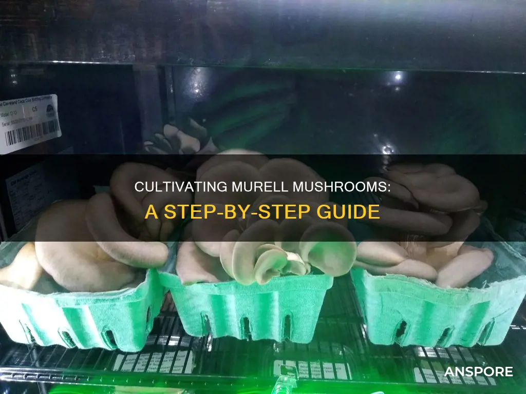 how to could murell mushrooms