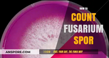 Mastering Fusarium Spore Counting: Techniques and Tools for Accurate Results