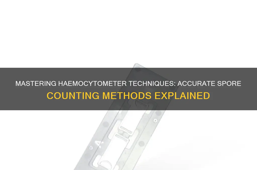 how to count spores in haemocytometer