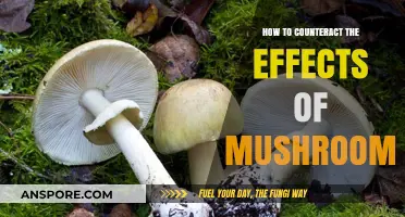 Counteracting Mushroom Effects: Essential Tips for Safety and Recovery