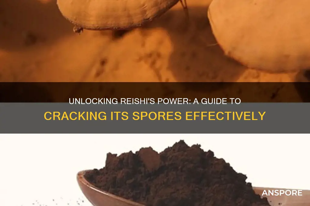 how to crack reishi spores