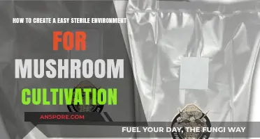 Simple Steps to Sterilize Your Mushroom Growing Space Effortlessly