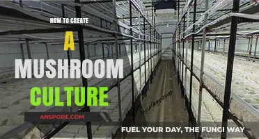 Mastering Mushroom Cultivation: A Step-by-Step Guide to Creating Your Own Culture