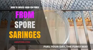 Mastering Agar Cultures: A Step-by-Step Guide from Spore Syringes