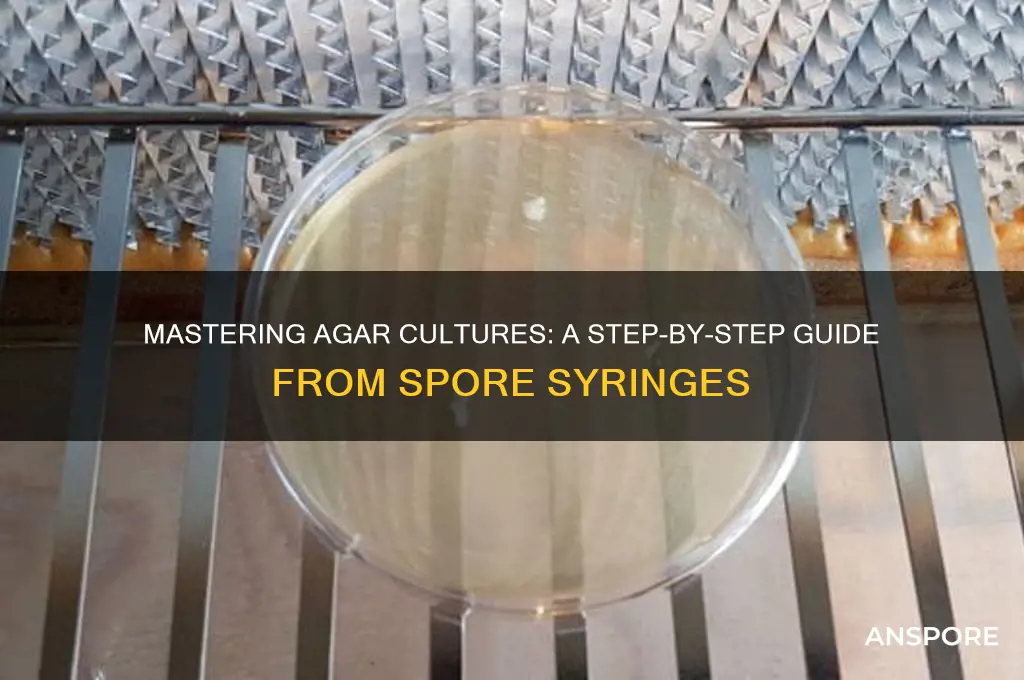 how to create agar cultures from spore saringes