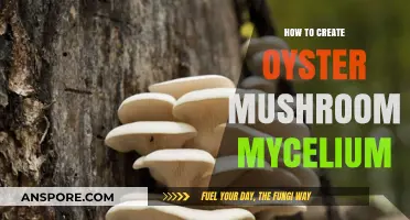 Mastering Oyster Mushroom Mycelium: A Step-by-Step Cultivation Guide