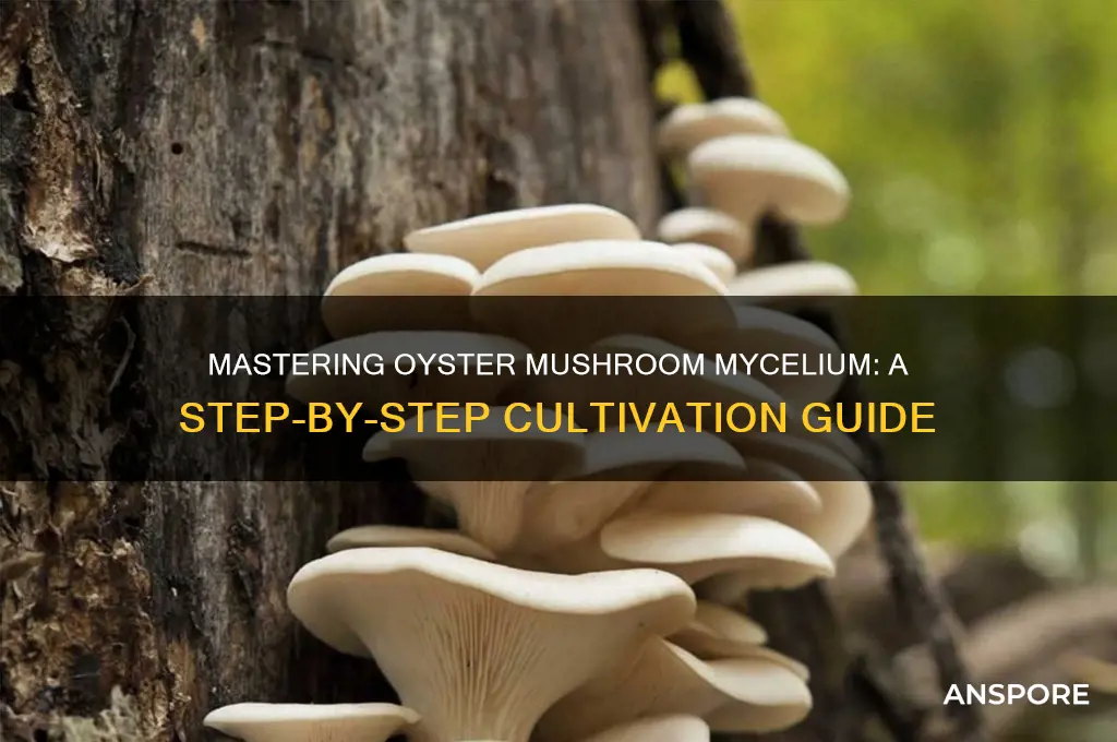 how to create oyster mushroom mycelium