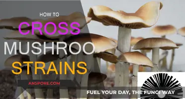 Unlocking the Secrets of Mushroom Strain Crossing