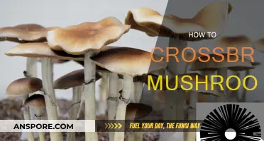 Mushroom Crossbreeding: A Beginner's Guide to Success