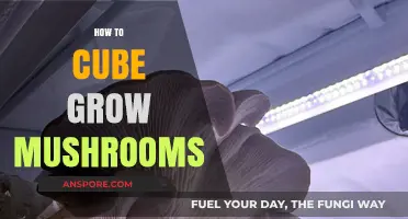 Mastering Mushroom Cubing: A Step-by-Step Guide to Growing Fungi