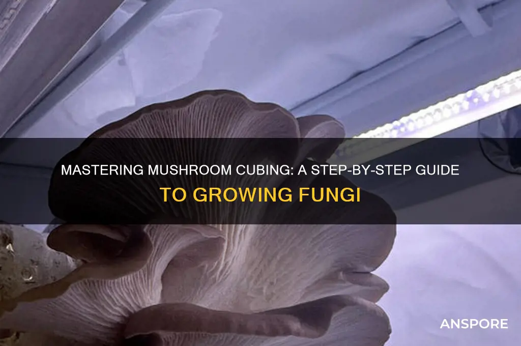 how to cube grow mushrooms