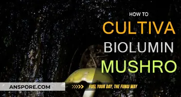 Glowing Mushrooms: Cultivating Your Own Bioluminescent Fungi