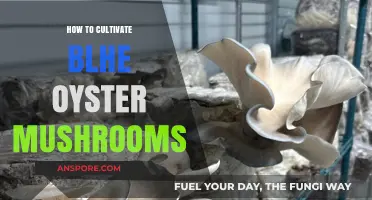 Cultivating Blue Oyster Mushrooms: A Step-by-Step Growing Guide
