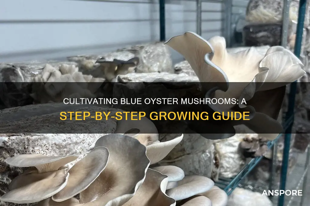 how to cultivate blhe oyster mushrooms