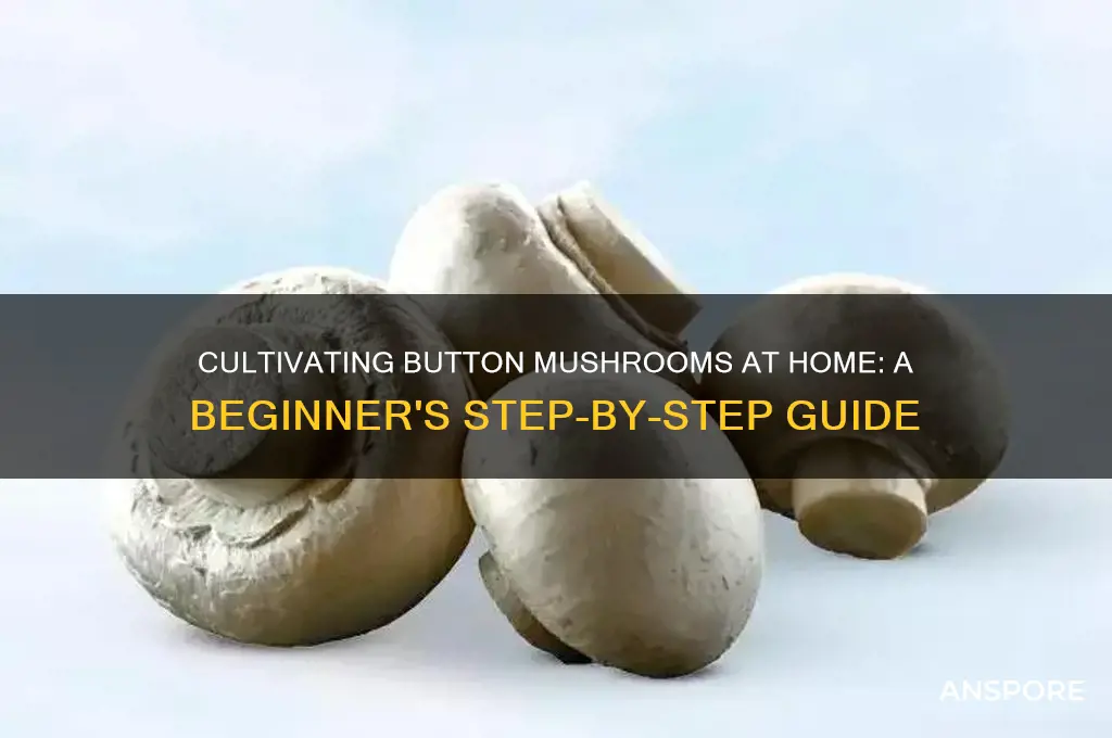 how to cultivate button mushroom at home