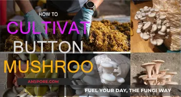Grow Button Mushrooms: A Step-by-Step Guide