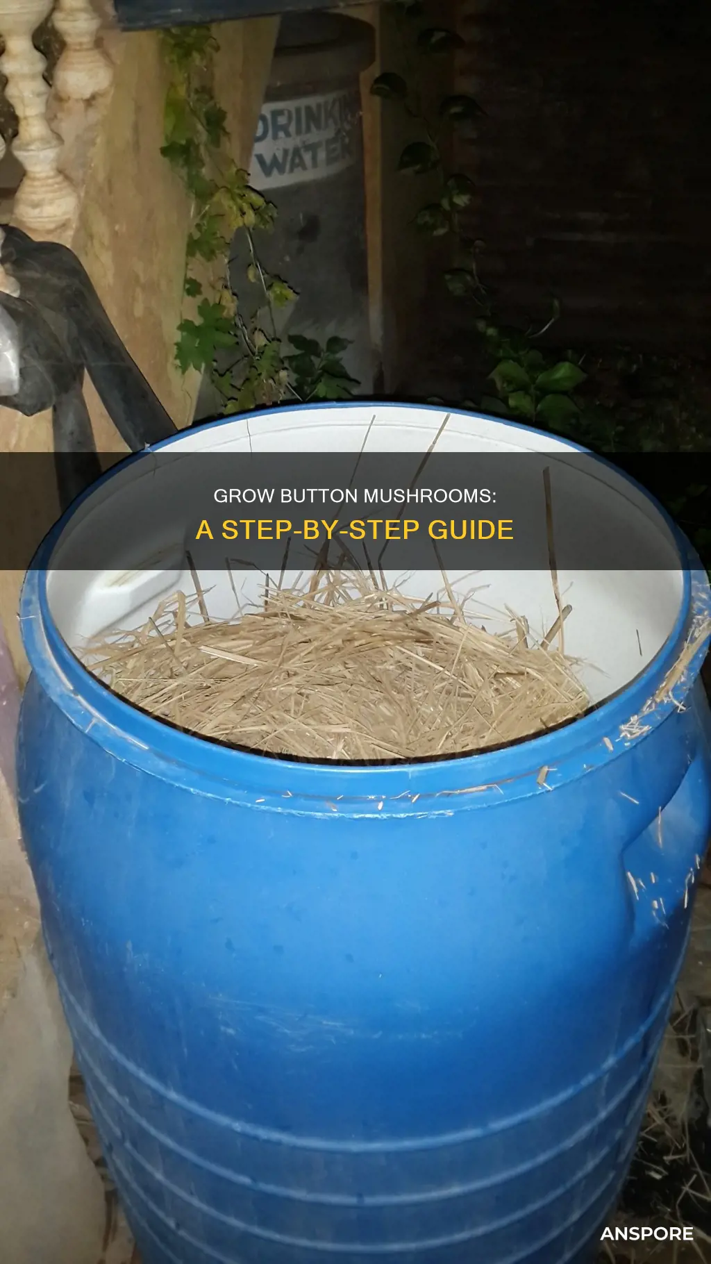 how to cultivate button mushroom