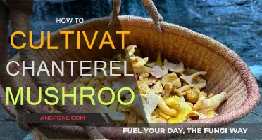 Grow Chanterelle Mushrooms: A Step-by-Step Guide