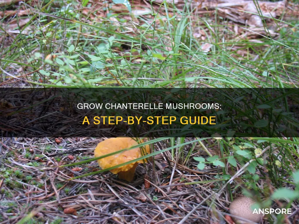 how to cultivate chanterelle mushrooms