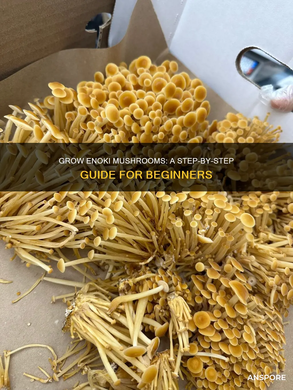 how to cultivate enoki mushroom