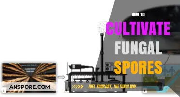 Mastering Fungal Cultivation: A Guide to Growing Spores Successfully