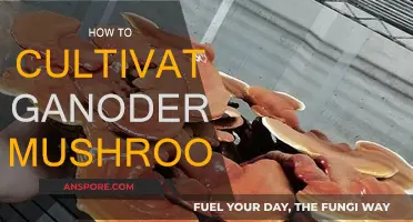 Grow Ganoderma Mushrooms: A Step-by-Step Guide