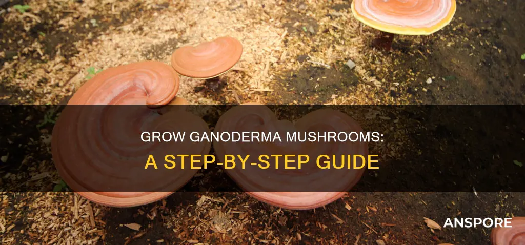 how to cultivate ganoderma mushroom