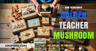 Mastering Golden Teacher Mushroom Cultivation: A Comprehensive Step-by-Step Guide