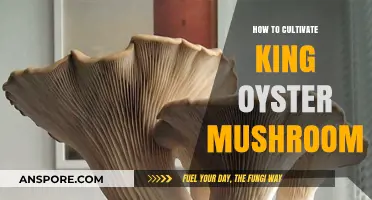 Mastering King Oyster Mushroom Cultivation: A Step-by-Step Growing Guide