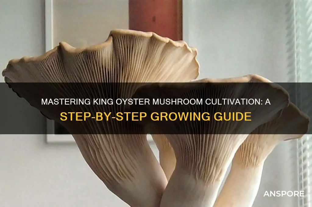 how to cultivate king oyster mushroom