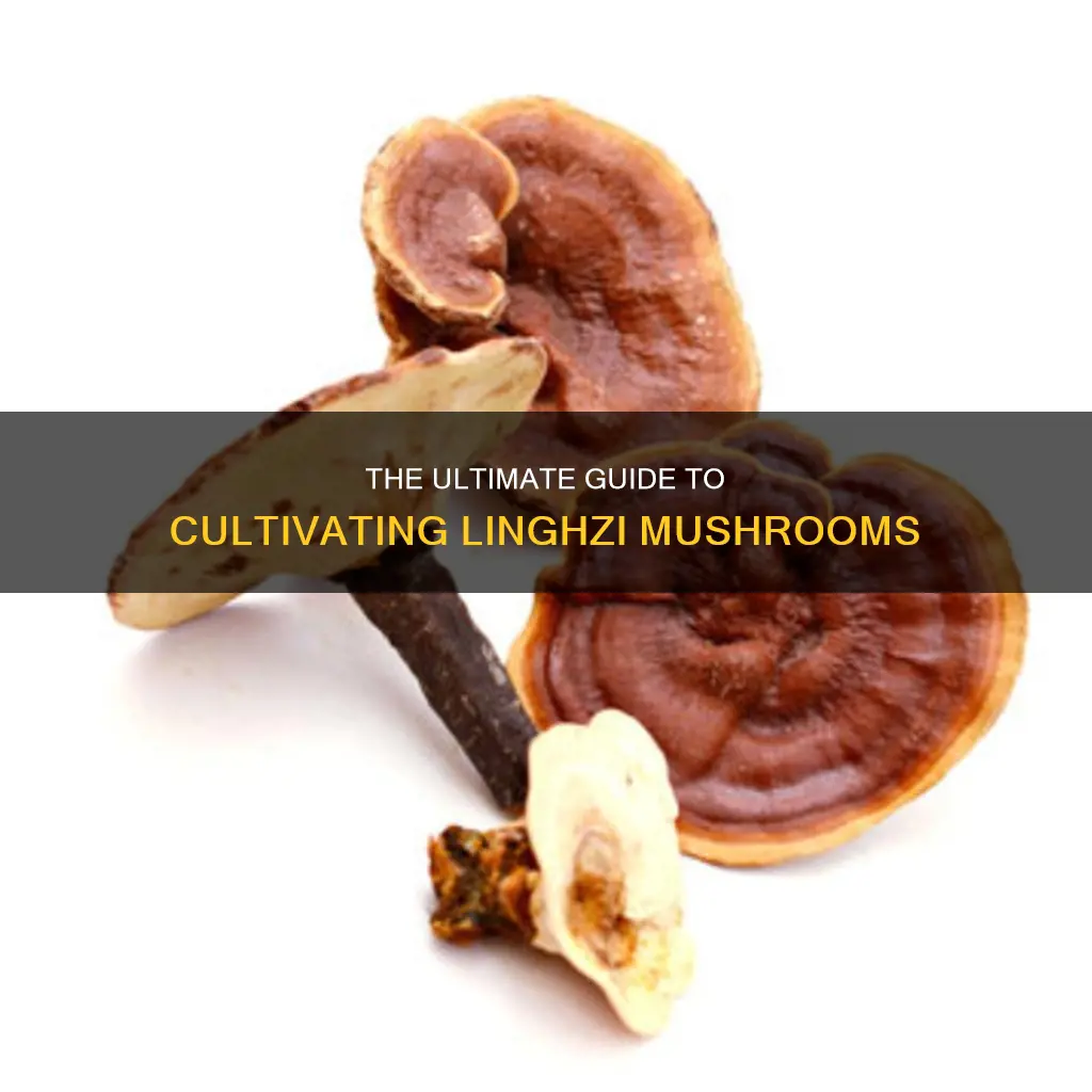 how to cultivate linghzi mushroom